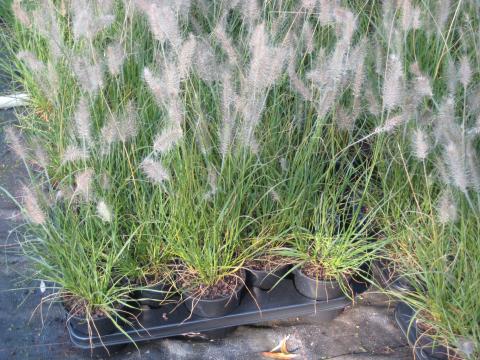 Pennisetum alopecuroides 'Hameln'