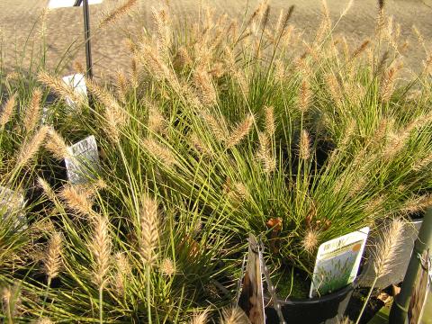 Pennisetum alop. 'Litle Bunny'