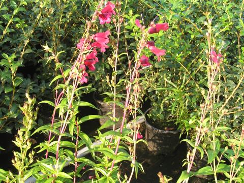 Penstemon 'Garnet'
