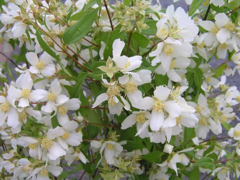 Philadelphus 'Manteau d'Hermine'