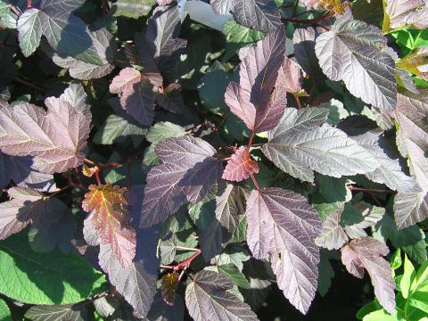 Physocarpus opulif. 'Diable d'or'