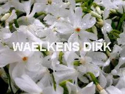 Phlox sub. 'Calvides White'