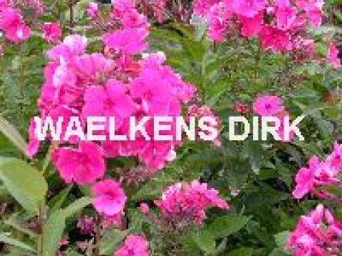 Phlox (P) 'Tenor'