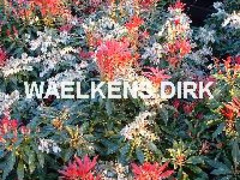 Pieris 'Forest Flame'