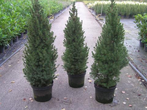 Picea glauca 'Conica'
