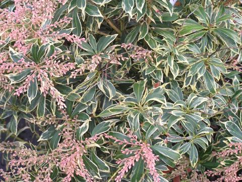 Pieris japonica 'Little Heath'