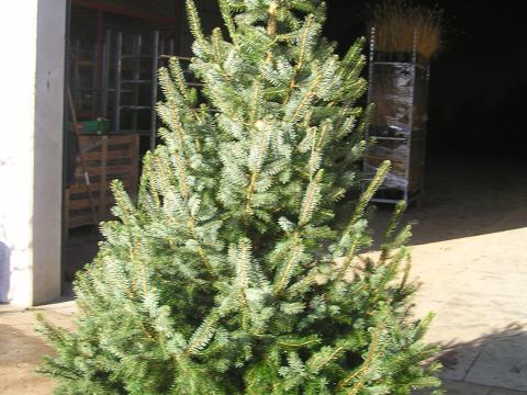 Picea omorika pot+ wortelnet
