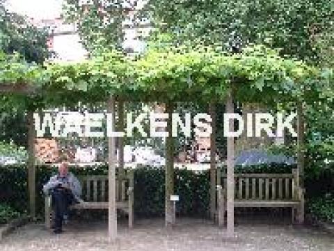 Platanus acerifolia