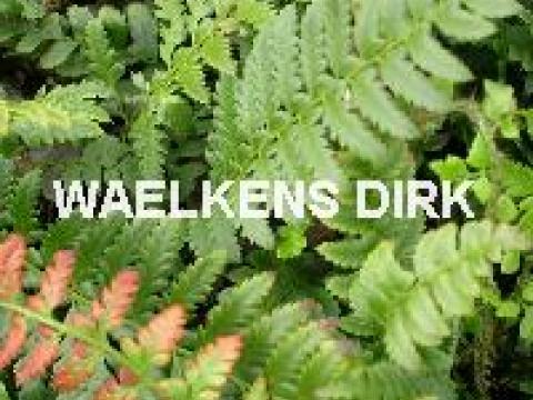 Varens Polystichum aculeatum