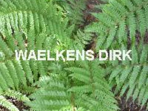 Polystichum setiferum  wintergroen