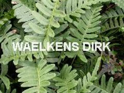 Polypodium vulgare (Varen)