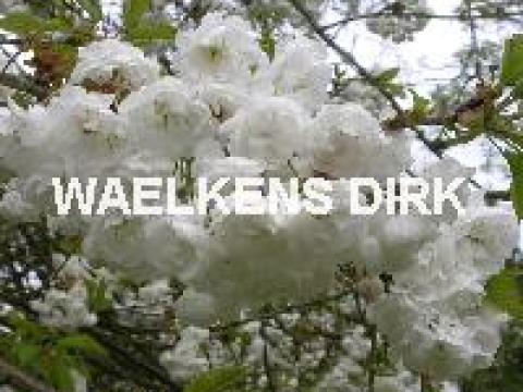 Prunus avium Plena