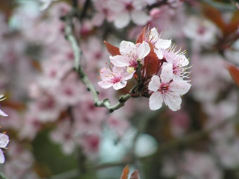 Prunus cerasifera 'Nigra'