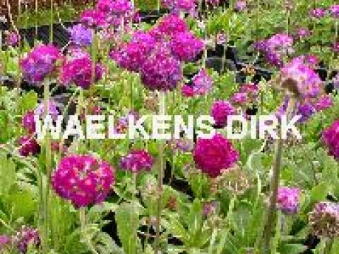 Primula dent. 'Rubin'