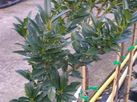 Prunus laur. 'Gajo' (R)