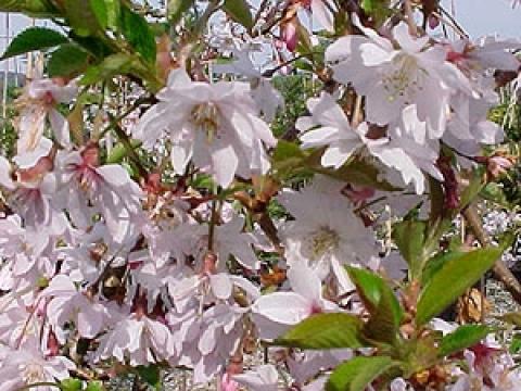 Prunus subh. 'Autumnalis Rosea'