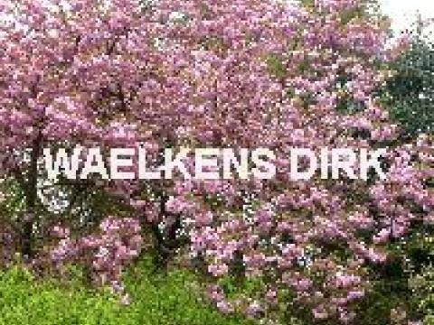 Prunus serr. 'Kanzan'
