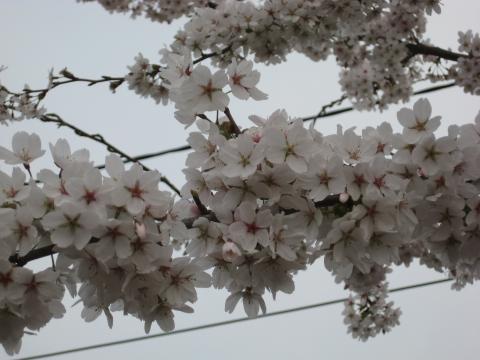 Prunus yedoensis
