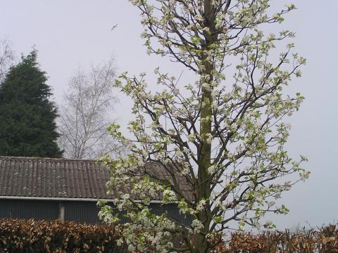 Pyrus calleryana 'Chanticleer'