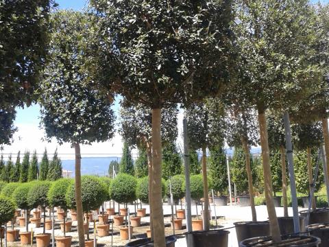 Quercus ilex BOL
