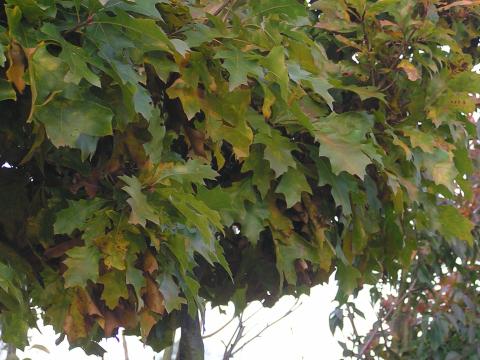 Quercus pal. 'Green Dwarf'