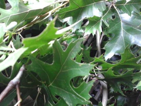 Quercus pal. 'Green Pillar'