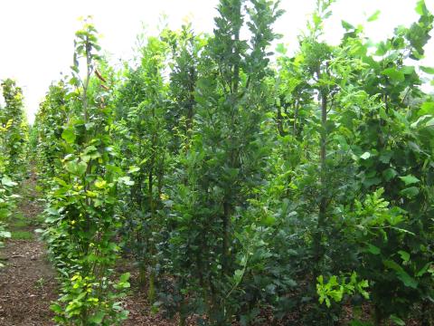 Quercus robur 'Zeeland'