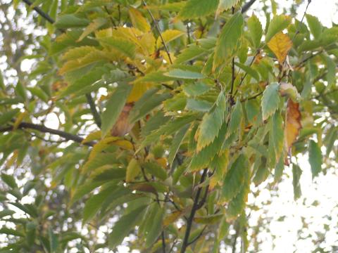 Quercus serrata