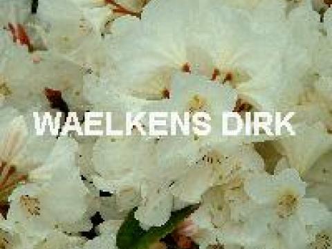 Rhododendron (T) 'Cunningh. White'