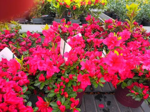 Rhododendron Encore AUTUMN FIRE