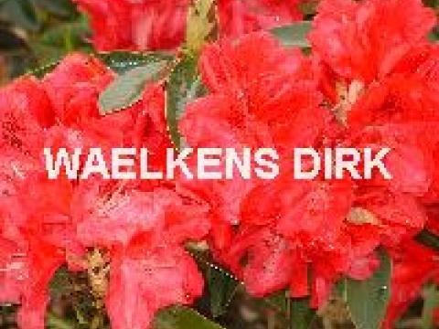 Rhododendron (T) 'Nova Zembla'