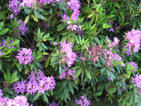 Rhododendron ponticum