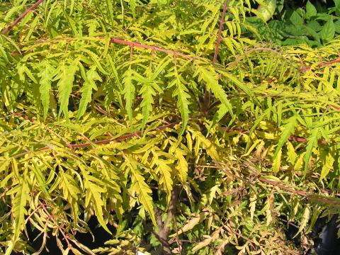 Rhus typhinia 'Tiger Eyes
