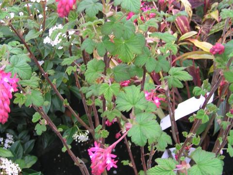 Ribes sang. 'King Edward VII'