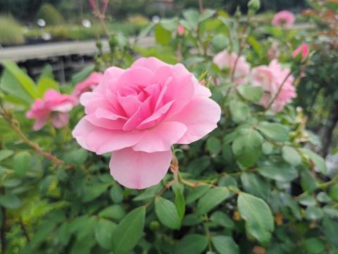 Rozen Bonica