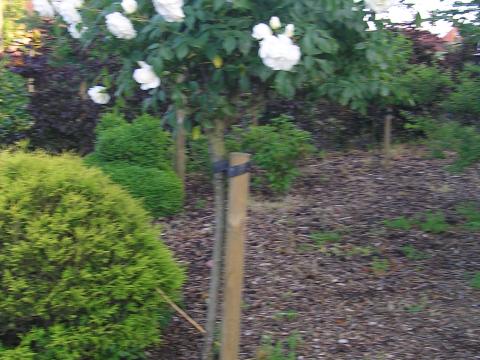 Rozen DT Schneewittchen