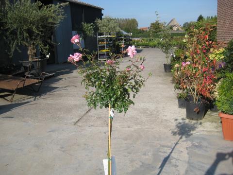 Rozen DT Bonica