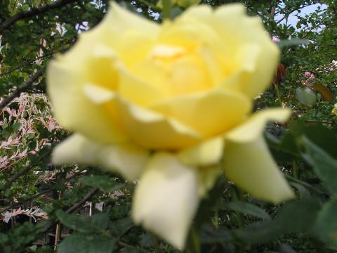Rozen DT Marschisborg