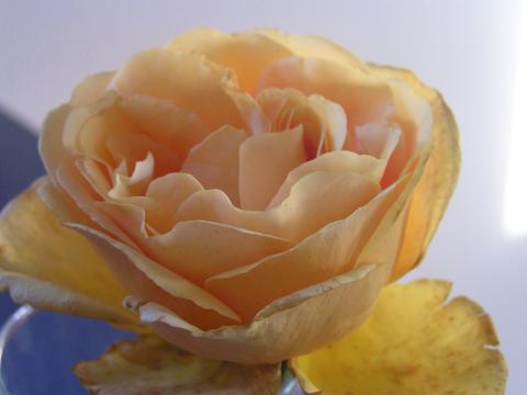 Rozen Golden Celebration