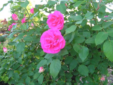 Rozen Melrose