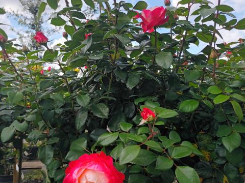 Rozen nostalgie (R)