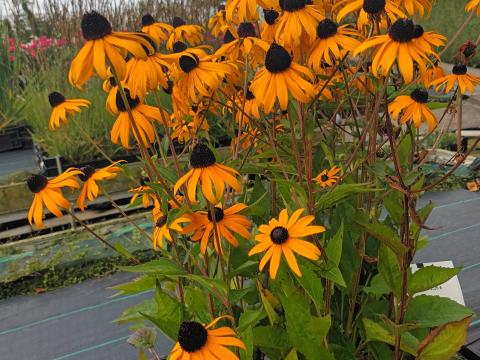 Rudbeckia fulgida 'Goldsturm'
