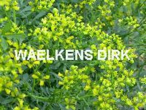Ruta graveolens
