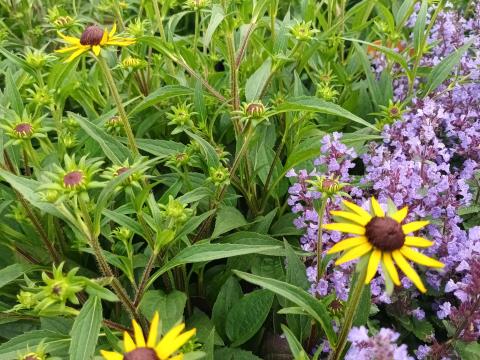 Rudbeckia little goldstar