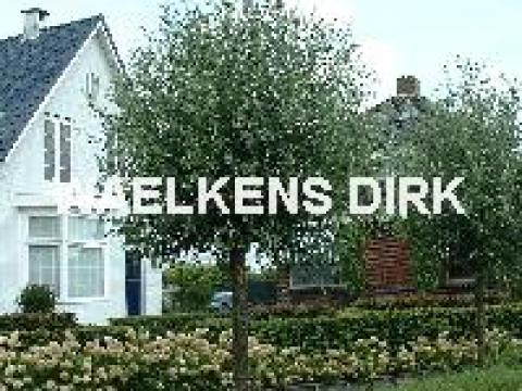 Salix alba 'Liempde'(knotwilg)