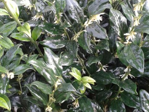 Sarcococca confusa