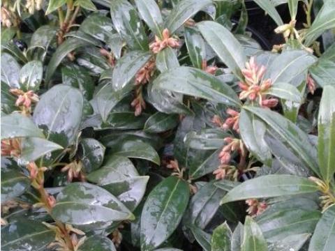 Sarcococca humilis