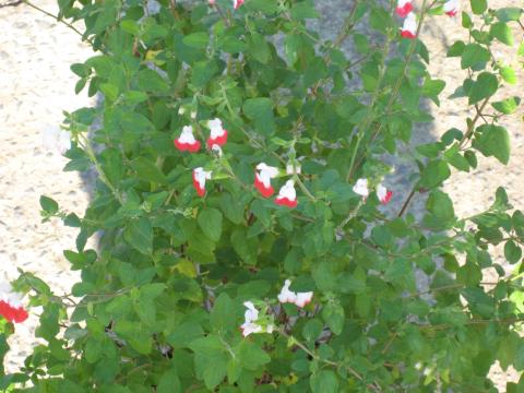 Salvia microphylla HOT LIPS