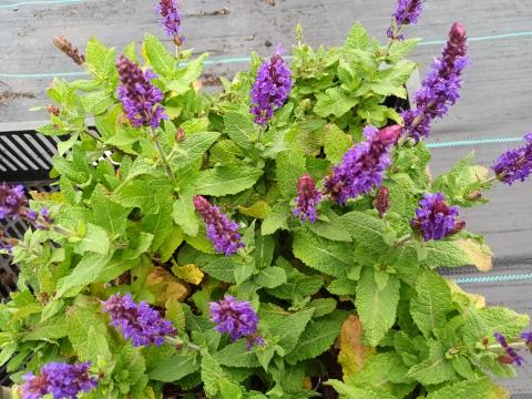 Salvia nem.'Ostfriesland'