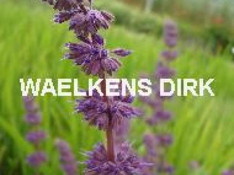 Salvia verticillata 'Purple Rain'